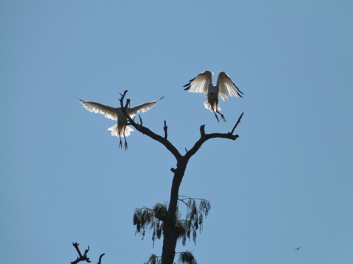 American White Ibis (Eudocimus albus) by Lee at Circle B