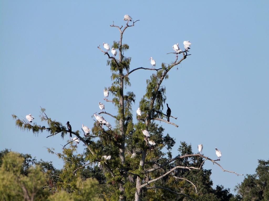 American White Ibis (Eudocimus albus) by Lee at Circle B