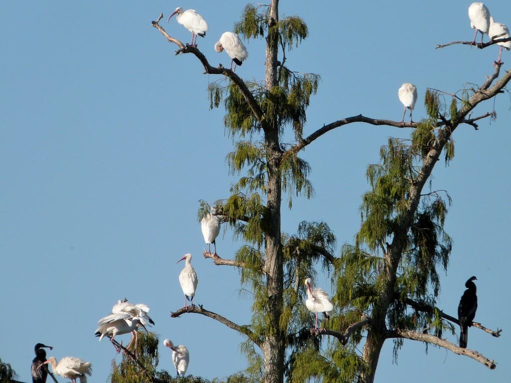American White Ibis (Eudocimus albus) by Lee at Circle B