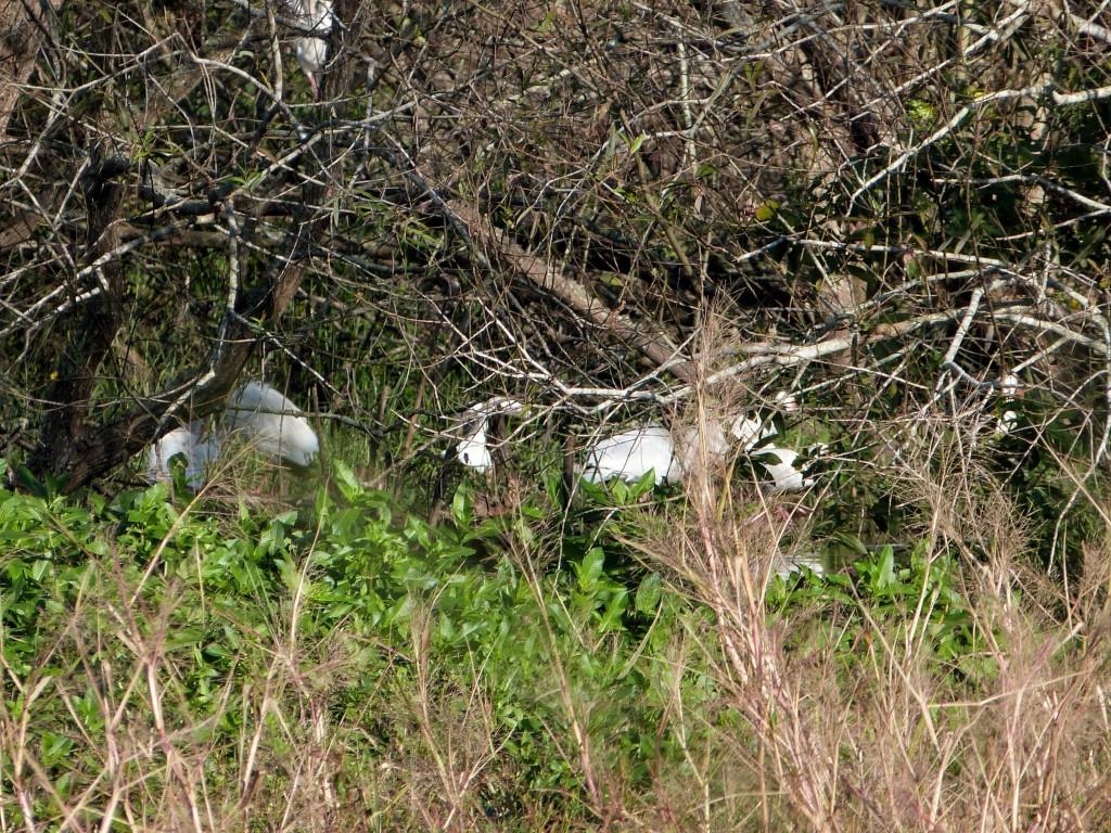 American White Ibis (Eudocimus albus) Settling in roost by Lee at Circle B