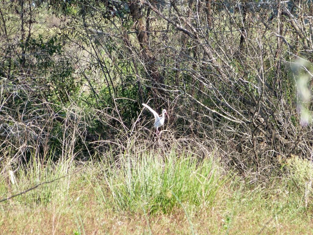 American White Ibis (Eudocimus albus) by Lee at Circle B