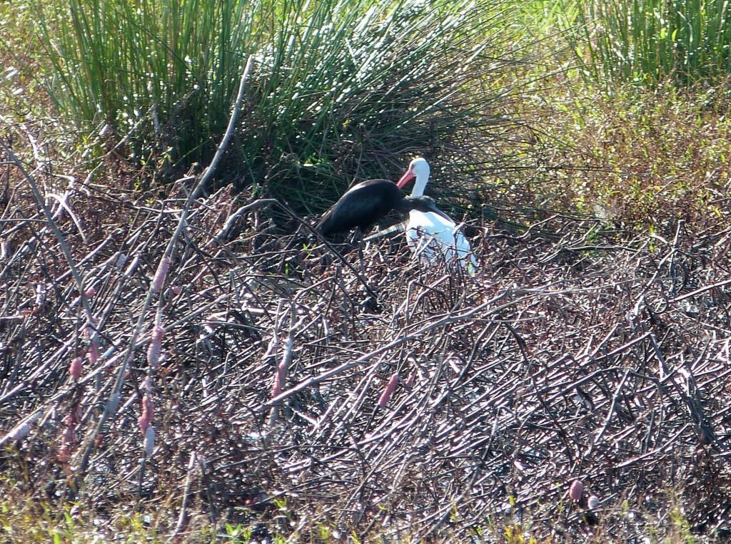 Glossy Ibis (Plegadis falcinellus) and White-faced Ibis (Plegadis chihi) by Lee at Circle B
