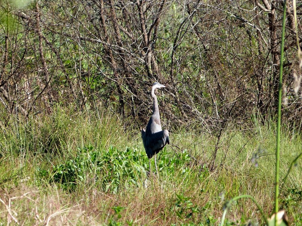 Great Blue Heron (Ardea herodias) Sunning by Lee at Circle B