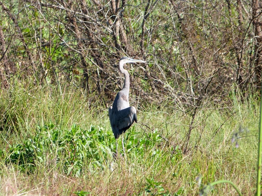 Great Blue Heron (Ardea herodias) Sunning by Lee at Circle B