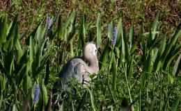 Interesting Things – Not So&nbsp;Bird-Brained