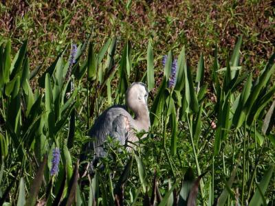 Great Blue Heron (Ardea herodias) Sleeping at Circle B by Lee