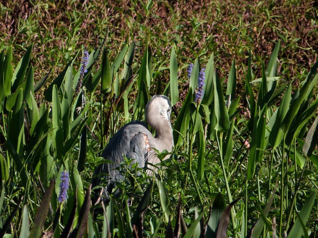 Great Blue Heron (Ardea herodias) Sleeping by Lee at Circle B