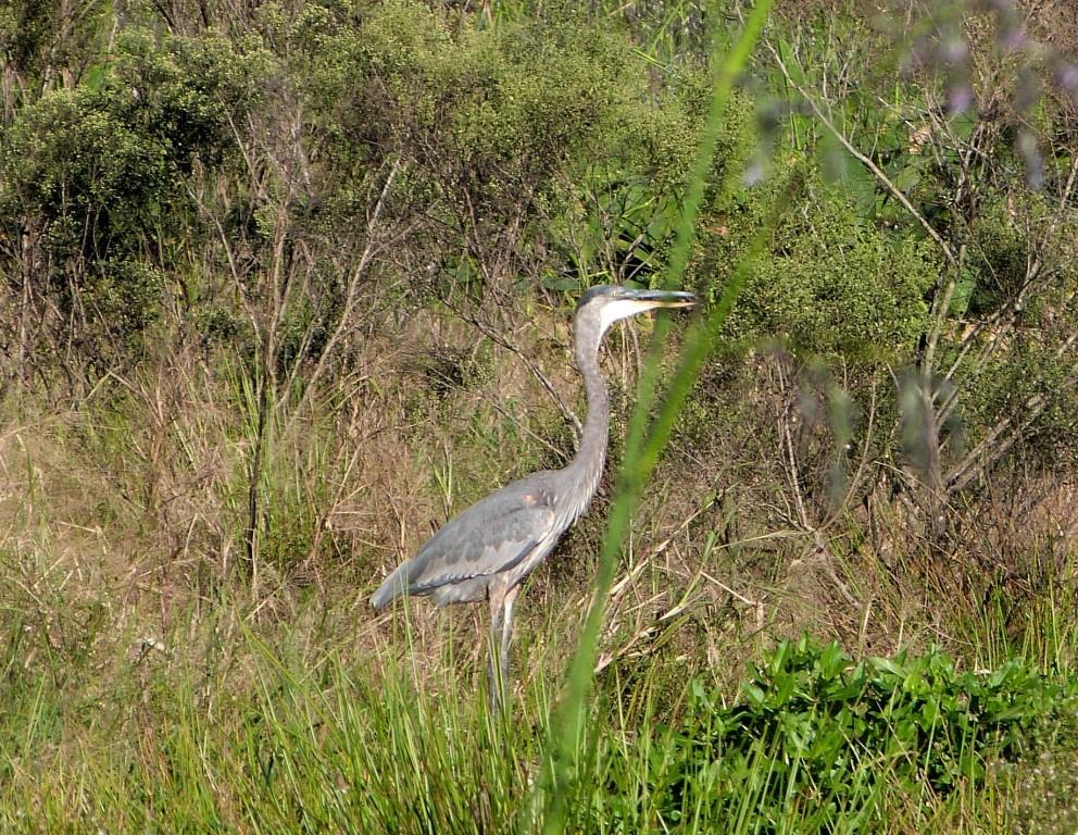 Great Blue Heron (Ardea herodias) by Lee at Circle B