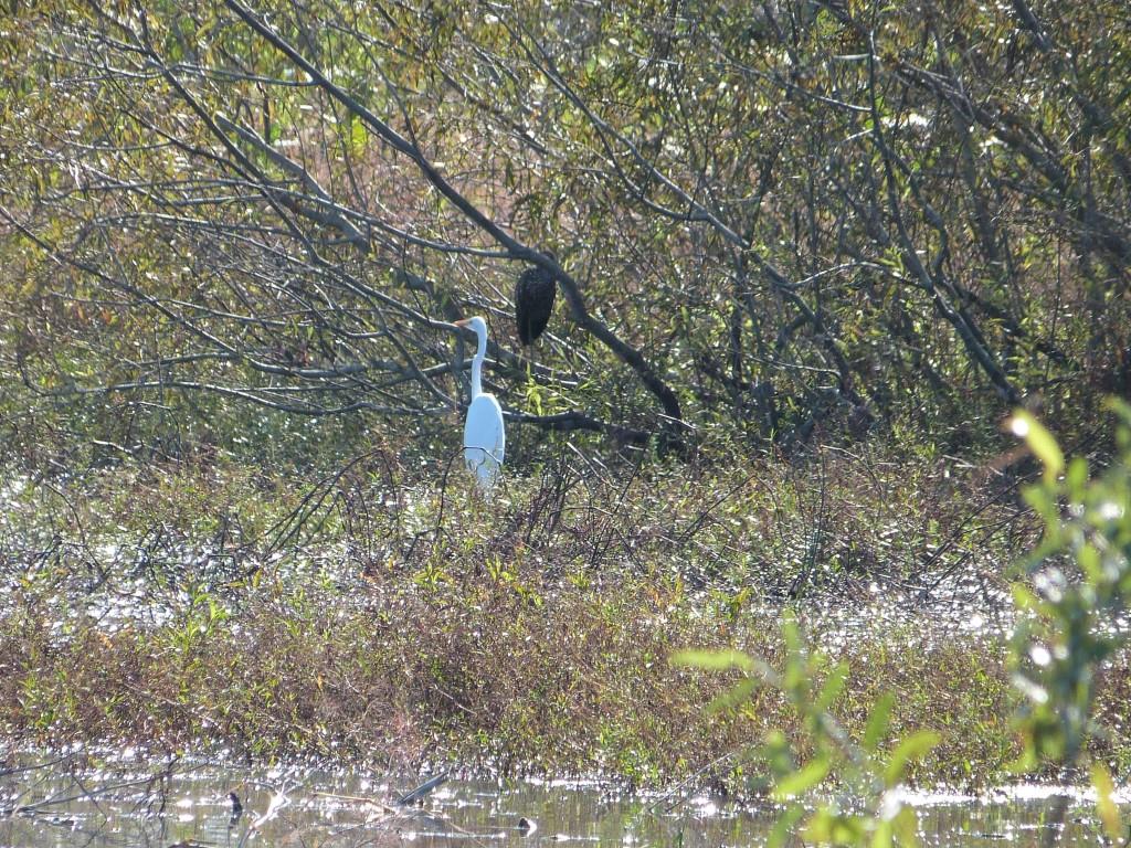 Great Egret (Ardea alba) and Limpkin zoomed way in by Lee at Circle B