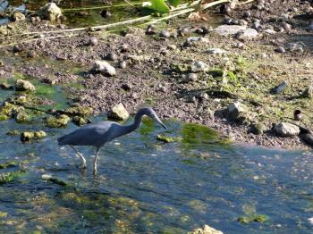 Little Blue Heron (Egretta caerulea) by Lee at Circle B