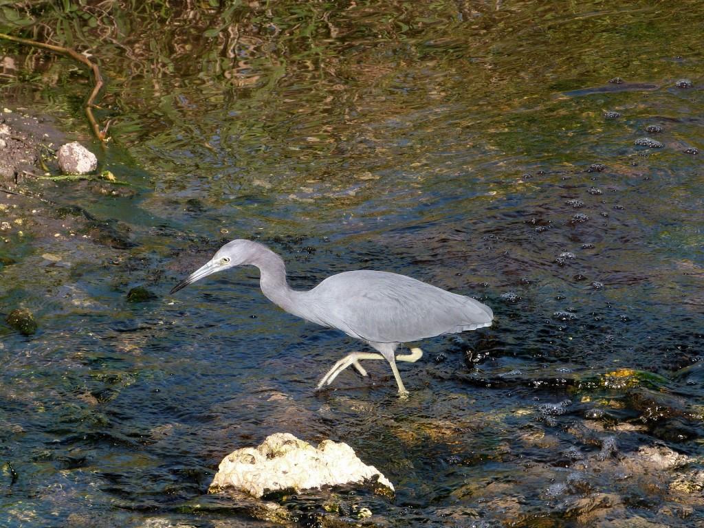 Little Blue Heron (Egretta caerulea) by Lee at Circle B
