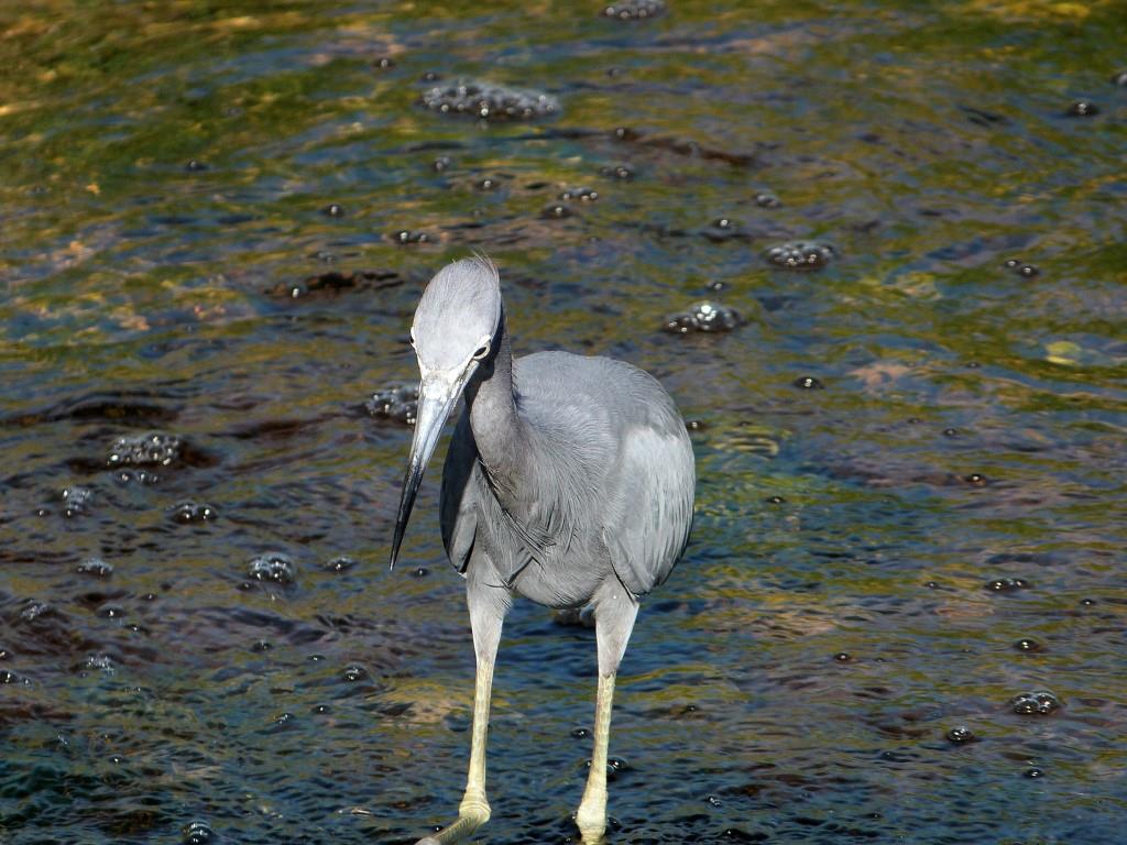 Little Blue Heron (Egretta caerulea) at Circle B