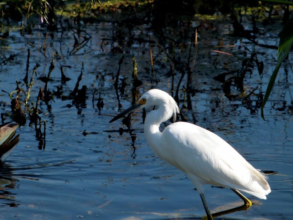 Snowy Egret (Egretta thula) Notice Yellow Feet by Lee at Circle B