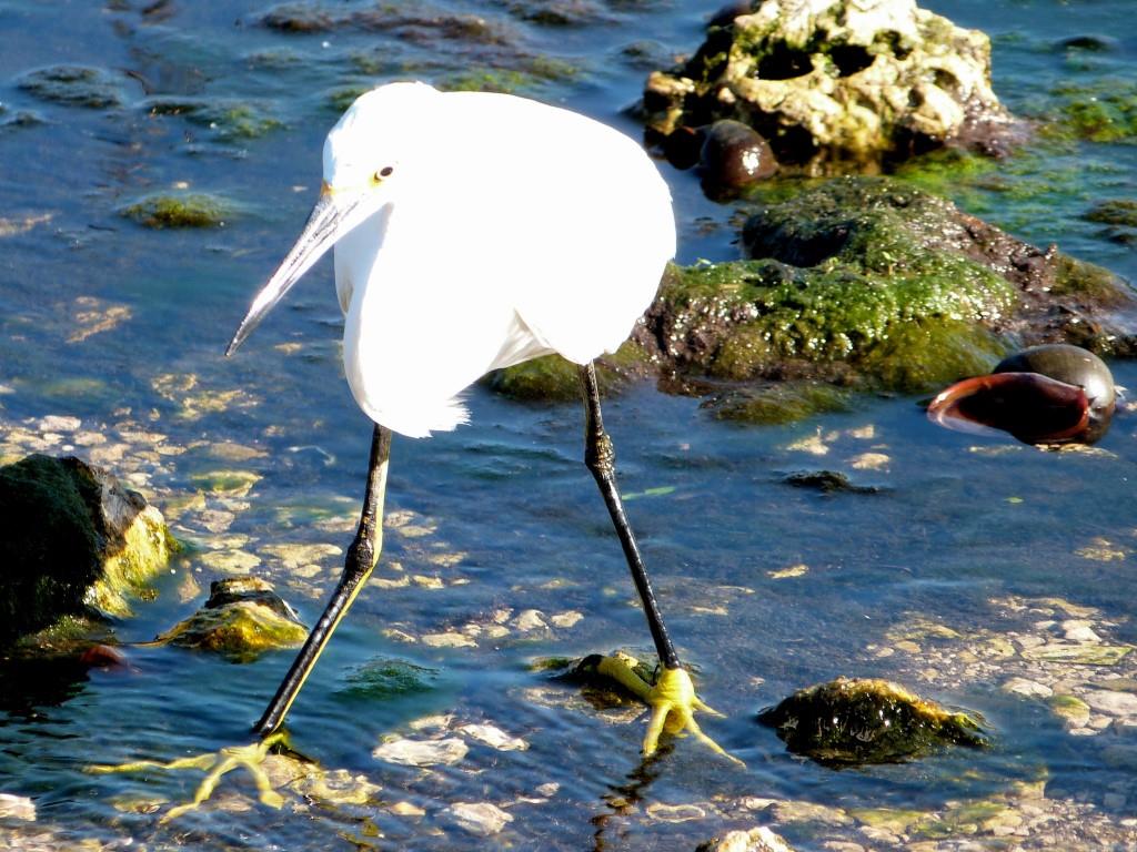 Snowy Egret (Egretta thula) Notice Yellow Feet by Lee at Circle B