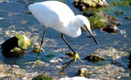 Birds of the Bible – Loading the&nbsp;Ark