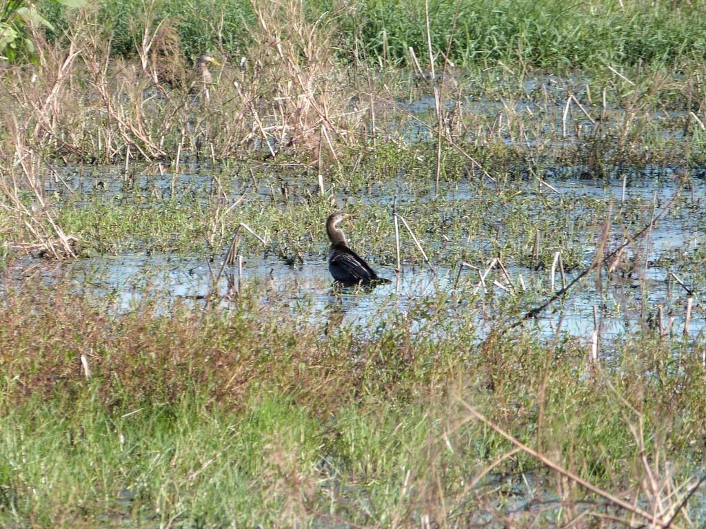 Anhinga (Anhinga anhinga) 1c by Lee at Circle B