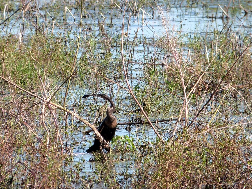 Anhinga (Anhinga anhinga) with fish c by Lee at Circle B