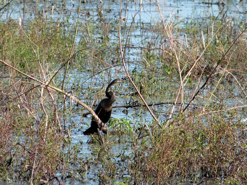 Anhinga (Anhinga anhinga) with fish by Lee at Circle B
