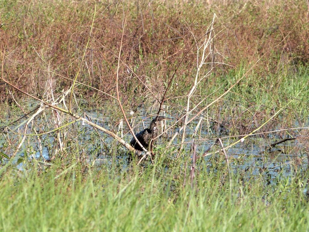 Anhinga (Anhinga anhinga) by Lee at Circle B