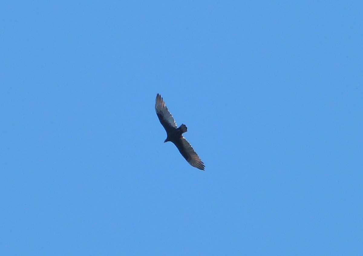 Turkey Vulture (Cathartes aura) cropped by Lee at Circle B