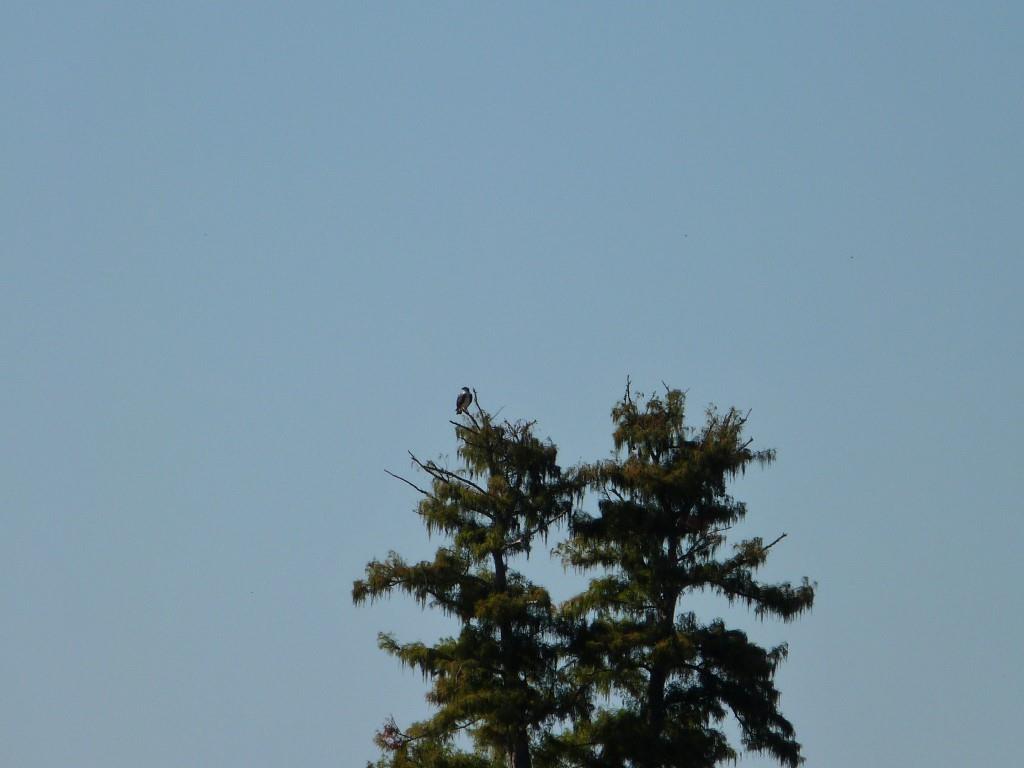 Western Osprey (Pandion haliaetus) way off by Lee at Circle B
