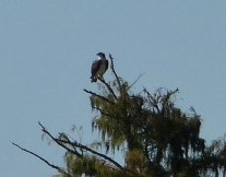 Western Osprey (Pandion haliaetus) way off croppedjpg by Lee at Circle B
