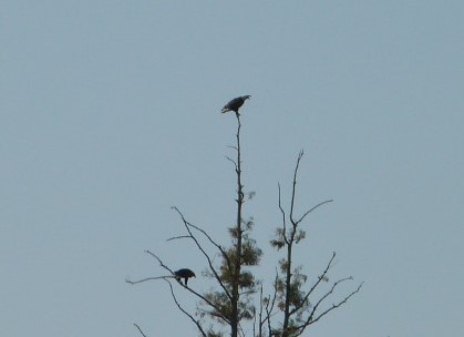 Bald Eagle 2 in a tree cropped by Lee at Circle B