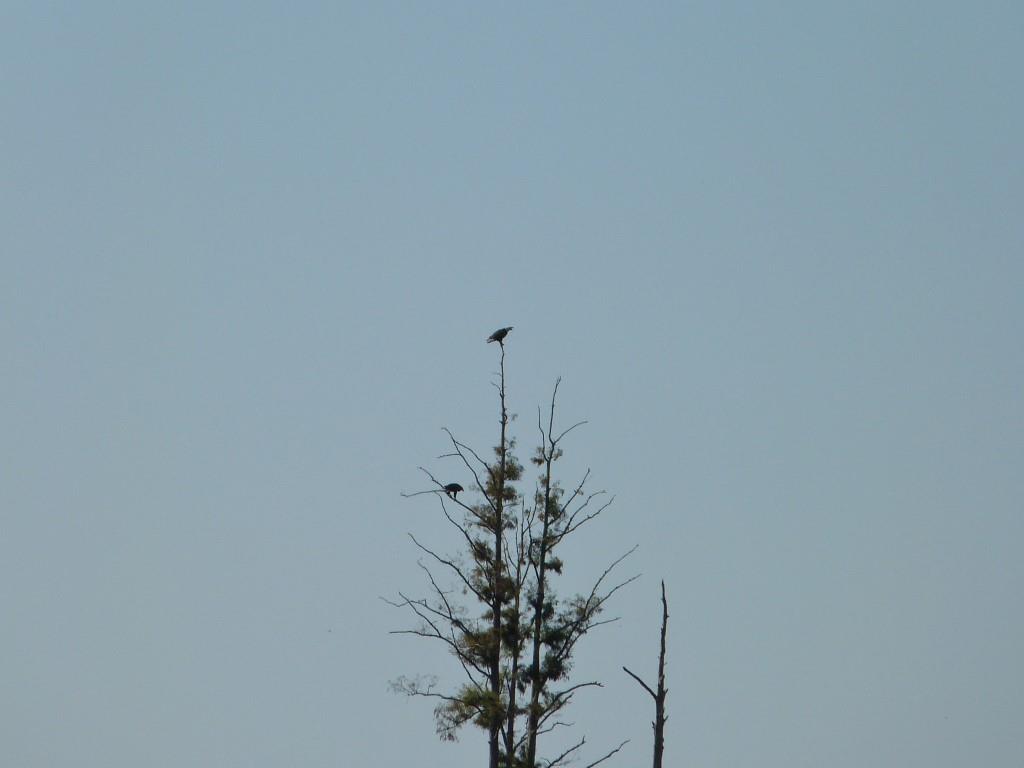 Bald Eagle - 2 in a tree by Lee at Circle B