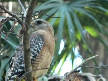 Red-shouldered Hawk (Buteo lineatus) Highlands Hammock SPk 10-14-13 Thru moonroof