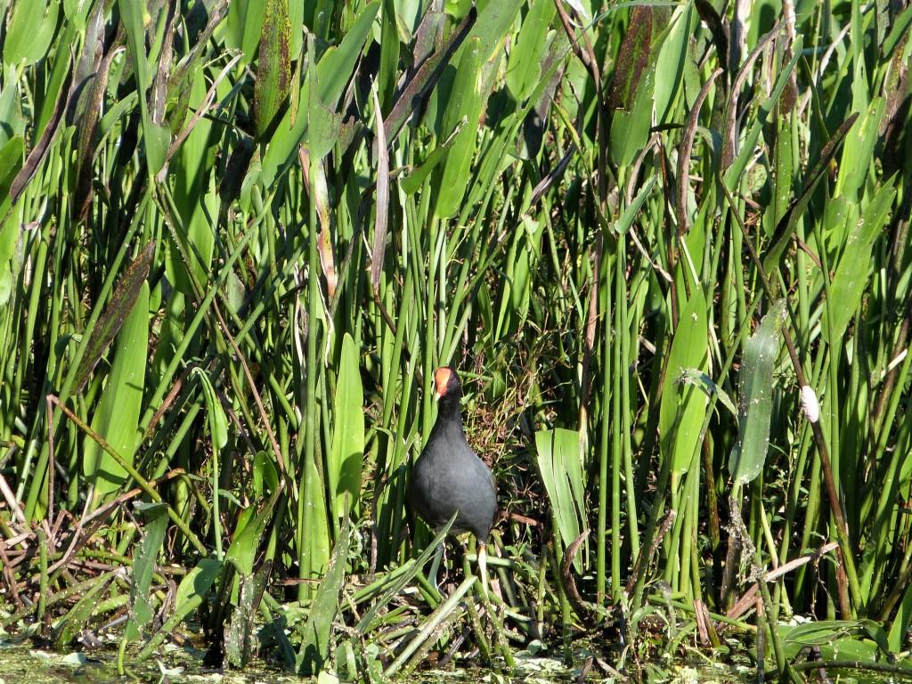 Common Gallinule (Gallinula galeata) by Lee at Circle B