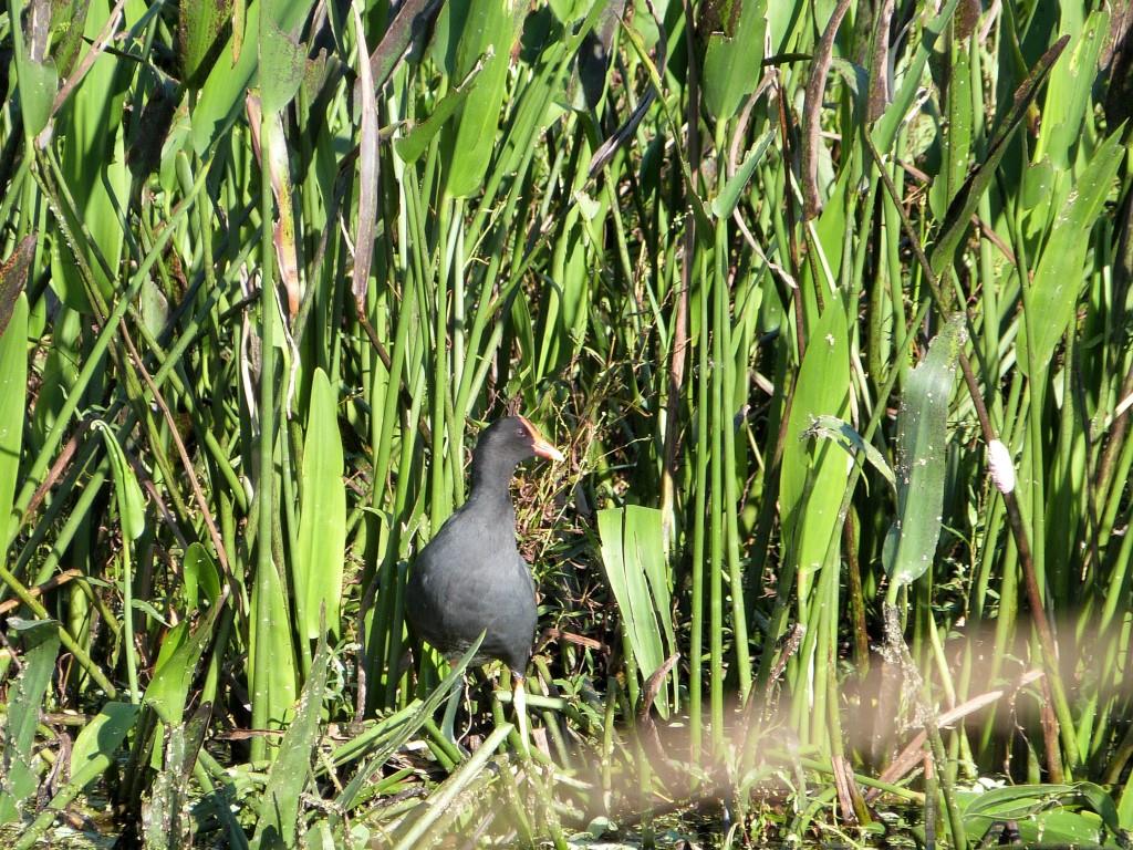Common Gallinule (Gallinula galeata) by Lee at Circle B
