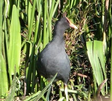 Common Gallinule (Gallinula galeata) cropped by Lee at Circle B