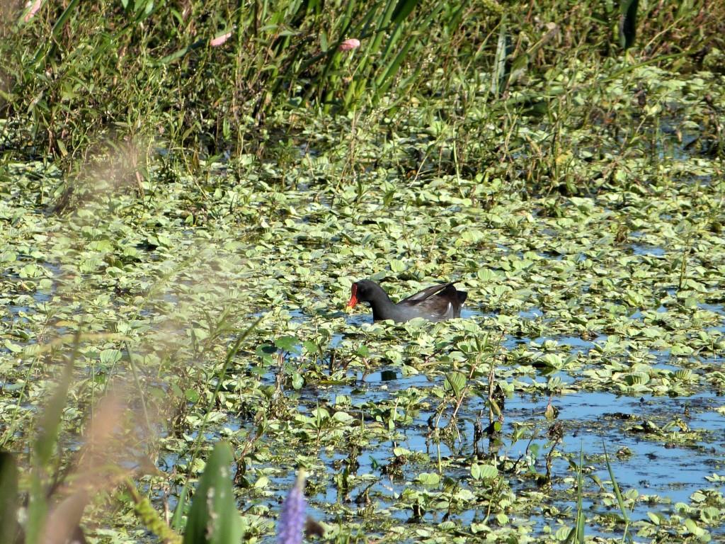 Common Gallinule (Gallinula galeata) by Lee at Circle B