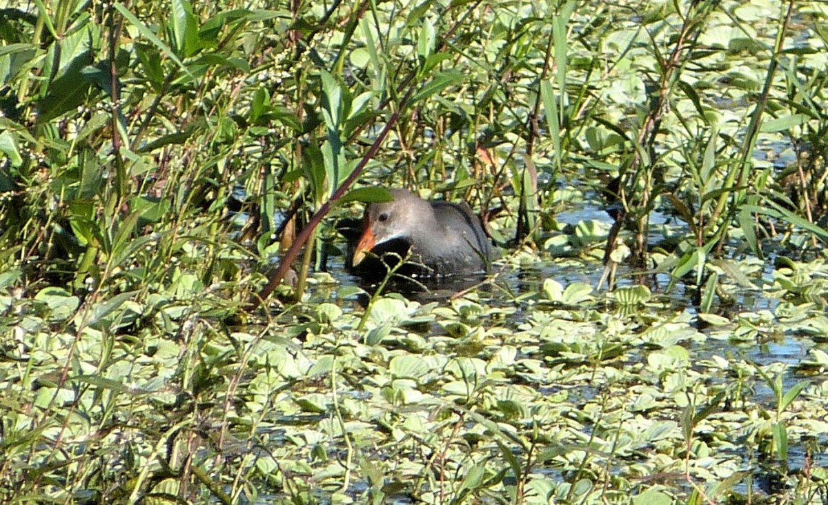 Common Gallinule (Gallinula galeata) Immature cropped by Lee at Circle B