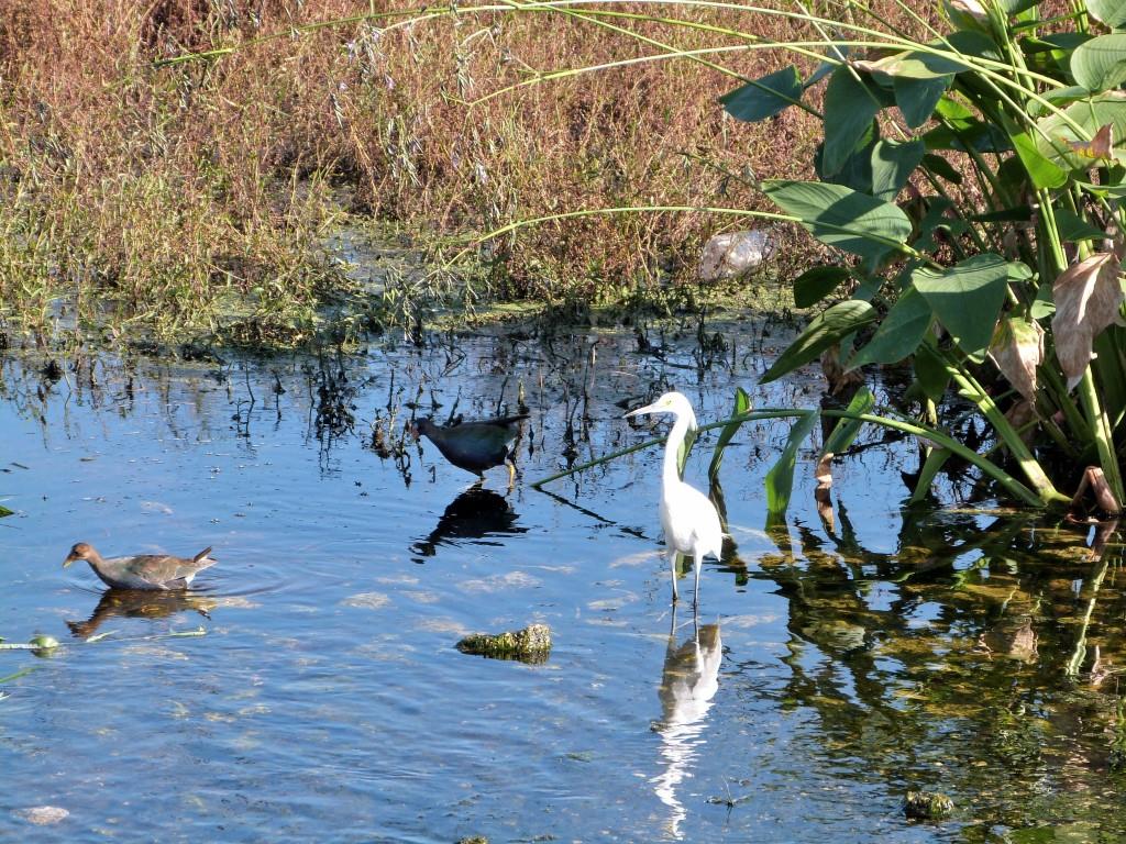 Purple Gallinule (Porphyrio martinica) and Snowy Egret (Egretta thula) by Lee at Circle B