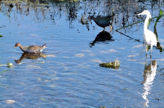 Purple Gallinule (Porphyrio martinica) and Snowy Egret (Egretta thula) cropped by Lee at Circle B