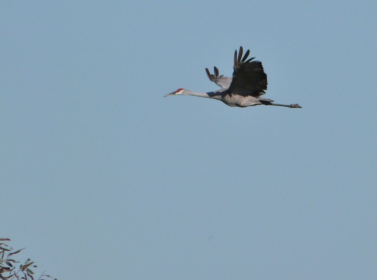 Sandhill Crane (Grus canadensis) flying by cropped by Lee at Circle B