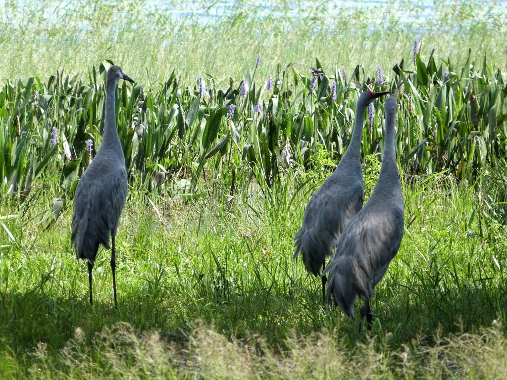 Sandhill Crane (Grus canadensis) Lake June-in-Winter SPk