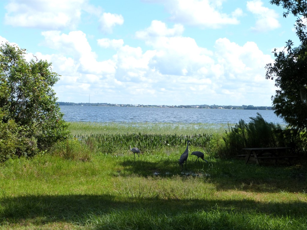 Sandhill Crane (Grus canadensis) Lake June-in-Winter SPk