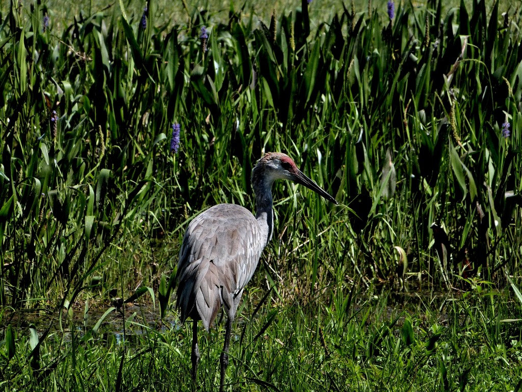 Sandhill Crane (Grus canadensis) Lake June-in-Winter SPk