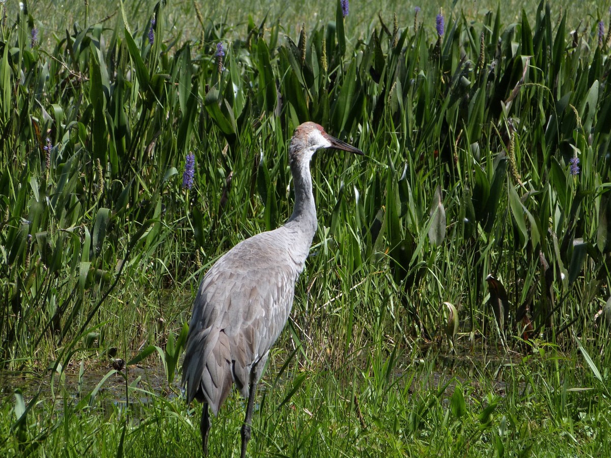 Sandhill Crane (Grus canadensis) Lake June-in-Winter SPk