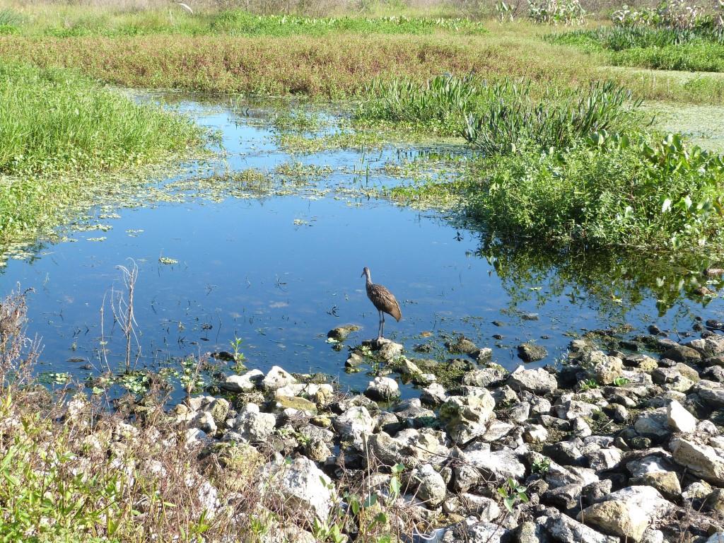 Limpkin (Aramus guarauna) by Lee at Circle B