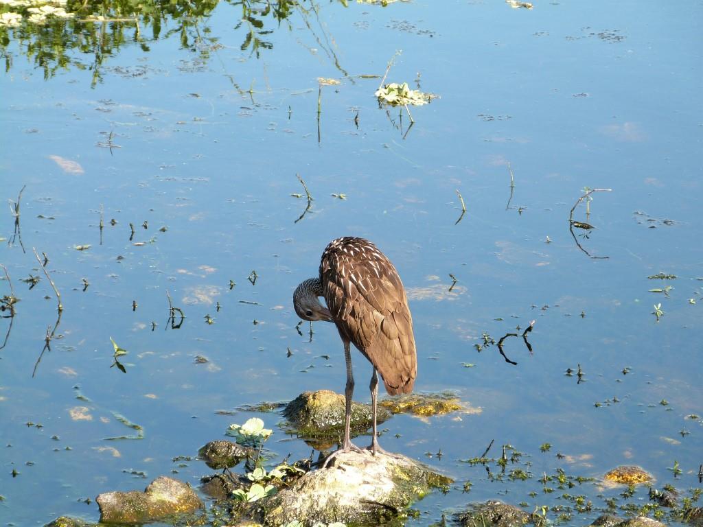 Limpkin (Aramus guarauna) by Lee at Circle B