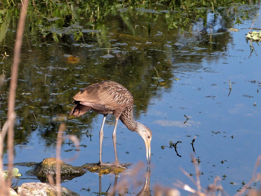 Limpkin (Aramus guarauna) by Lee at Circle B