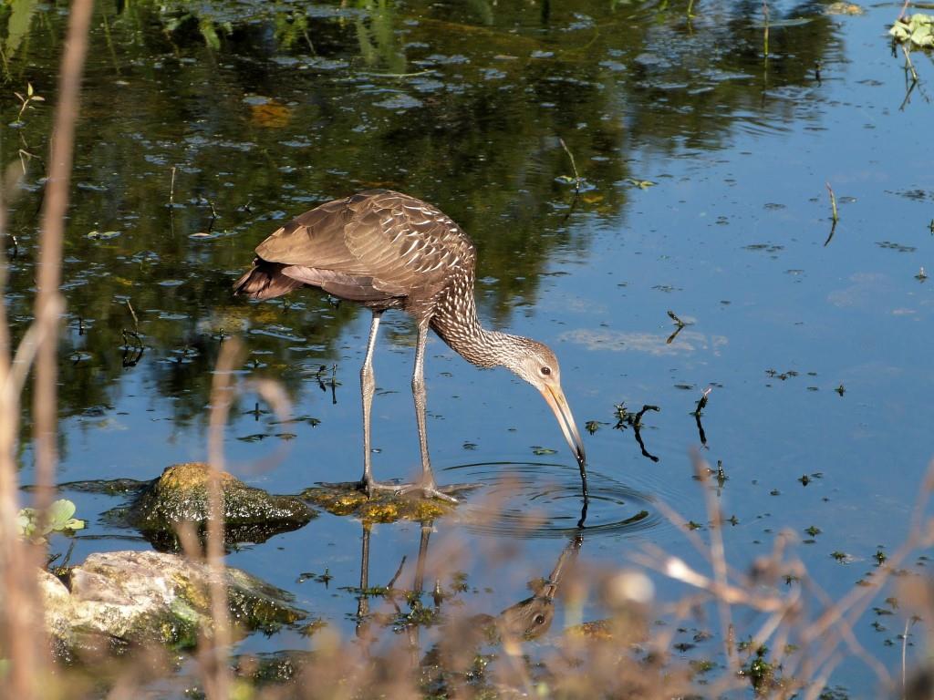 Limpkin (Aramus guarauna) by Lee at Circle B