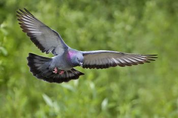 Rock Dove (Columba livia) ©WikiC