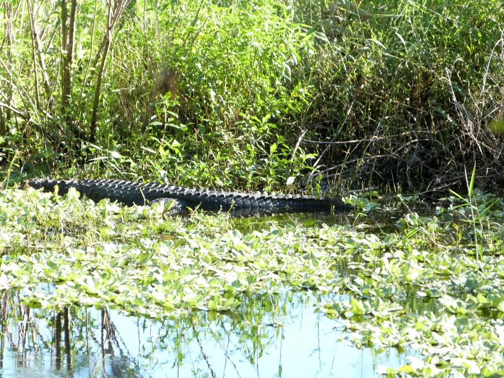 Alligator about 8 ft by Lee at Circle B