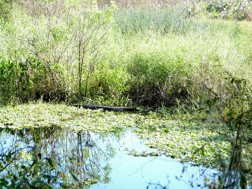 Alligator about 8 ft by Lee at Circle B