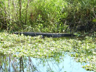 Alligator about 8 ft by Lee at Circle B