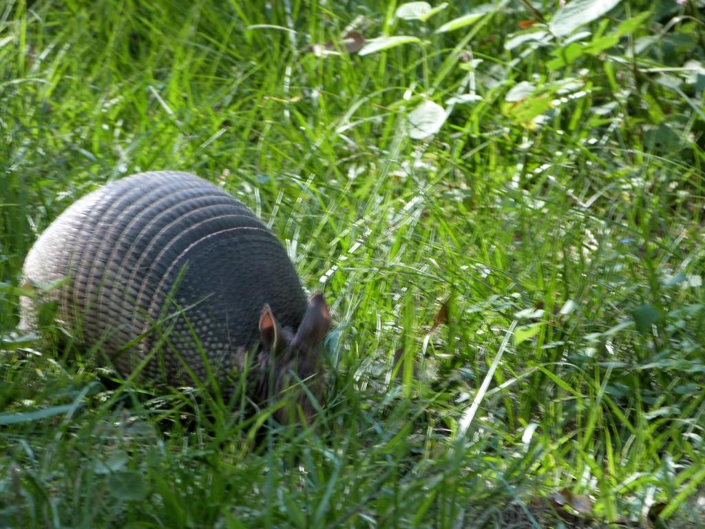 Armadillo by Lee at Circle B